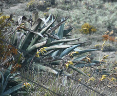 Agave cordillerensis