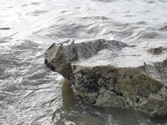 Periophthalmus chrysospilos