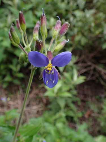 Tinantia erecta, photograph 4