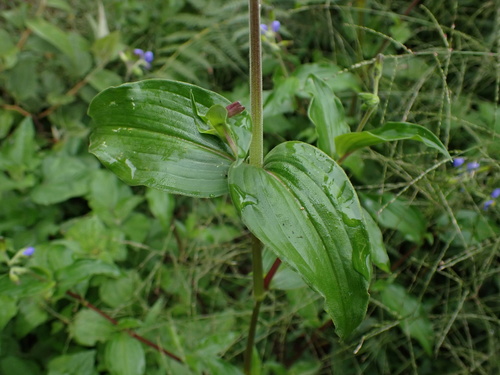 Tinantia erecta, photograph 5