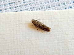 Elachista cynopa