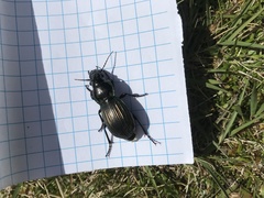 Megadromus antarcticus