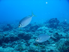 New Caledonia Rabbitfish photo 2
