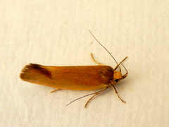 Delexocha ochrocausta
