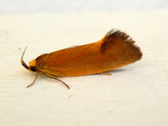 Delexocha ochrocausta