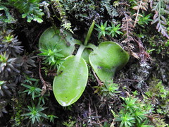 Pinguicula acuminata