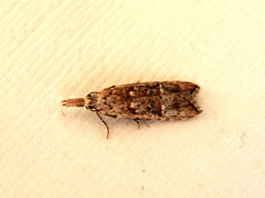 Carposina hyperlopha