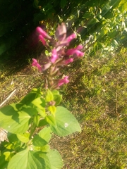 Salvia involucrata