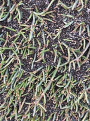 Ephedra frustillata