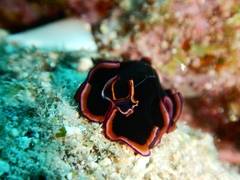 Pseudobiceros gloriosus