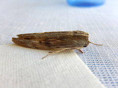 Capusa cuculloides