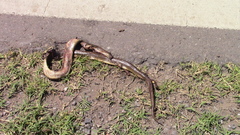 Paraphimophis rusticus