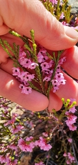 Erica melanthera