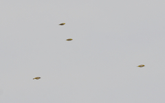 Zosterops erythropleurus