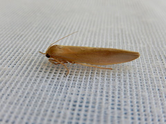Calamidia hirta