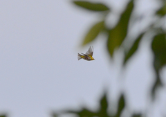 Zosterops erythropleurus