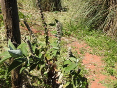 Buddleja stachyoides