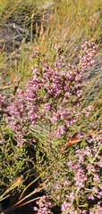 Erica lucida