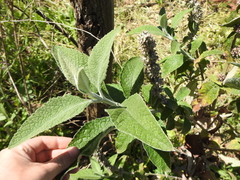 Buddleja stachyoides