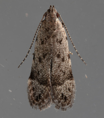 Anacampsis comparanda