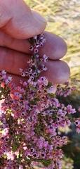 Erica lucida