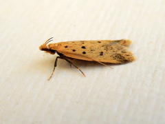 Atheropla decaspila