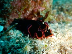 Pseudobiceros gloriosus