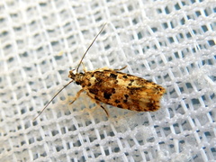Ardozyga sodalisella