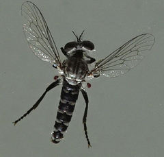Backomyia