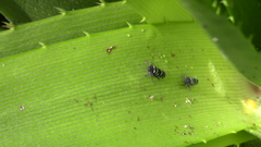 Balacha melanocephala