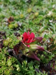 Castilleja nubigena
