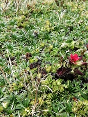 Castilleja nubigena