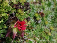 Castilleja nubigena