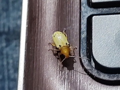 Metaxyonycha octosignata