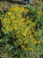 Senecio pampeanus
