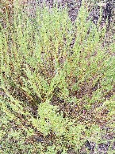 Iva asperifolia, photograph 3