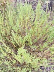 Iva asperifolia, photograph River Ahlquist, CC BY, iNaturalist via GBIF