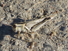 Melanoplus packardii