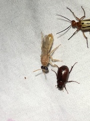 Perdita bequaertiana