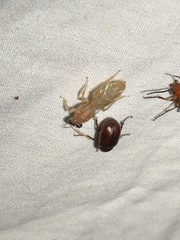 Perdita bequaertiana