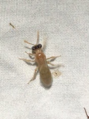 Perdita bequaertiana