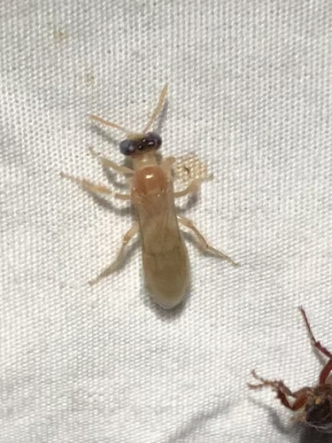 Perdita bequaertiana