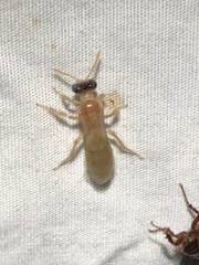 Perdita bequaertiana