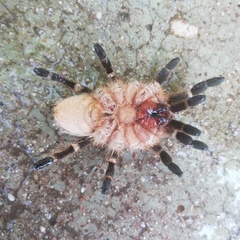 Aphonopelma seemanni