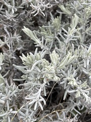 Senecio patagonicus