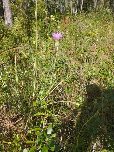 Image of Cirsium virginianum by no rights reserved