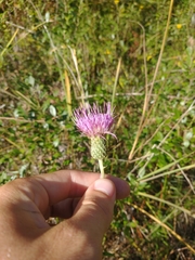 Cirsium virginianum