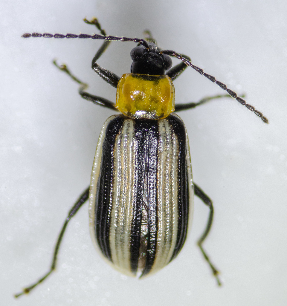 Western Striped Cucumber Beetle
