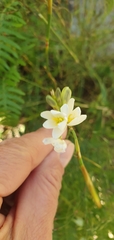 Ixia polystachya