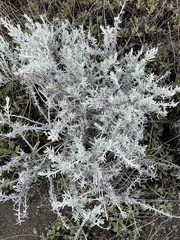 Senecio patagonicus